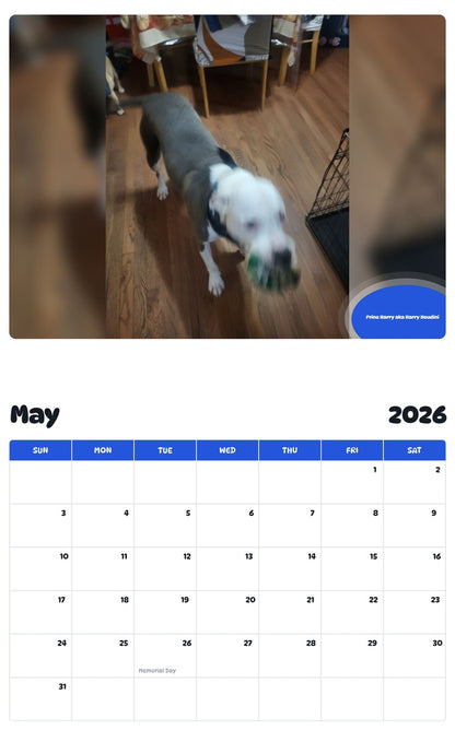 2026 - 2027 Prine Harry aka Harry Houdini - Pawidols Pet Calendar