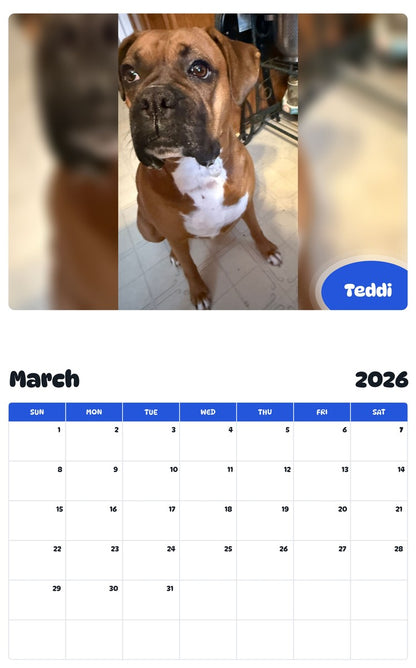 November 2025 - October 2026 Teddi - Pawidols Pet Calendar