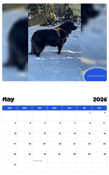 2026 - 2027 Bandit a very rough dog who had a hard life - Pawidols Pet Calendar
