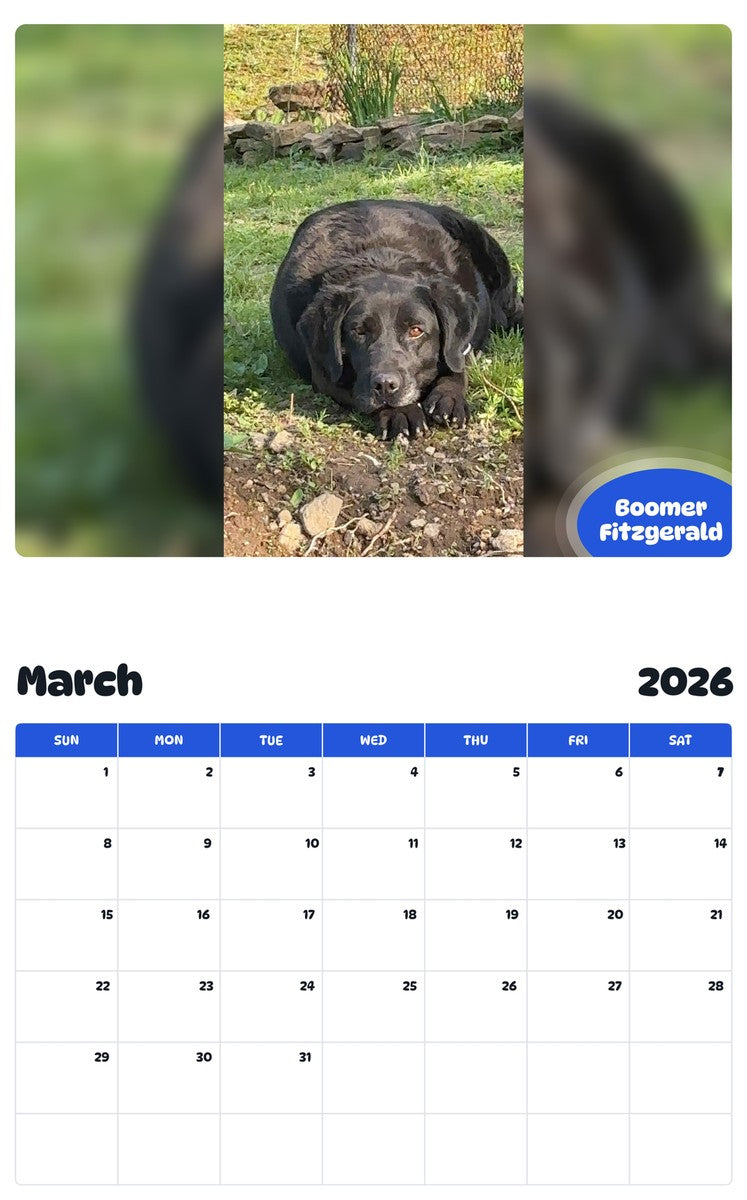 November 2025 - October 2026 Boomer Fitzgerald - Pawidols Pet Calendar