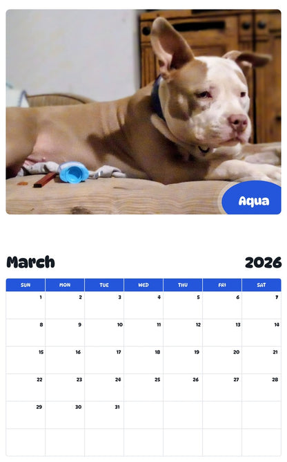 November 2025 - October 2026 Aqua - Pawidols Pet Calendar