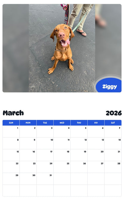 November 2025 - October 2026 Ziggy - Pawidols Pet Calendar