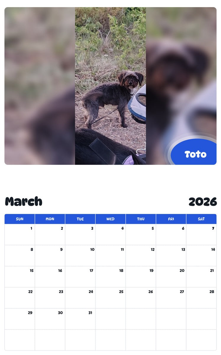 November 2025 - October 2026 Toto - Pawidols Pet Calendar