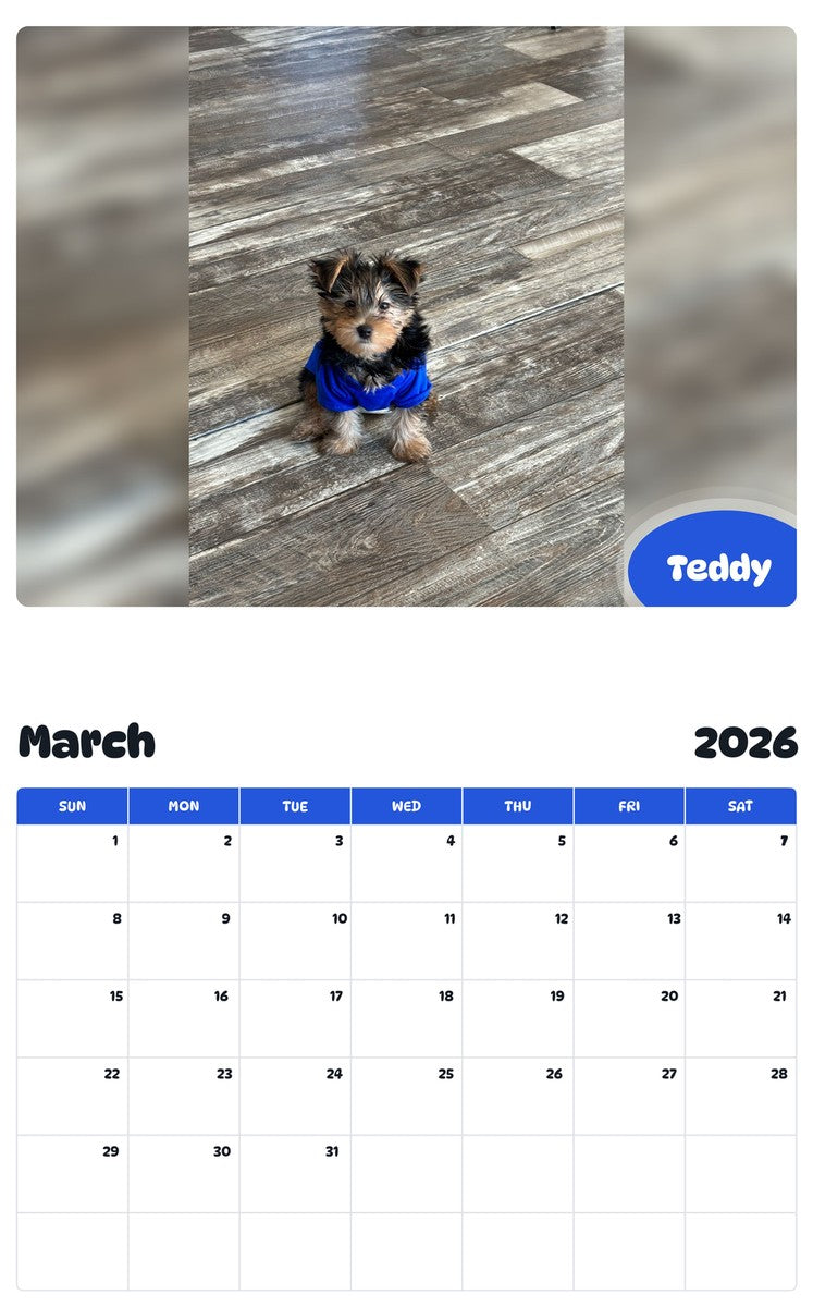 November 2025 - October 2026 Teddy - Pawidols Pet Calendar