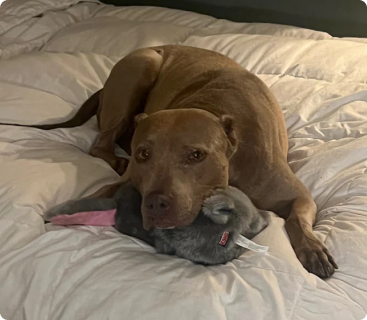 Love & Support for Easter's Dog