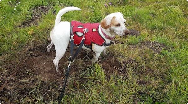 Pls Save Therapy Dog Honey's Life