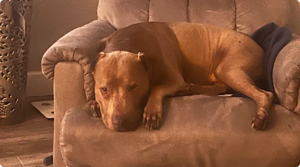Help Ester Save Her Beloved Dog's Life