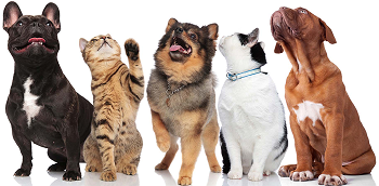 Pets