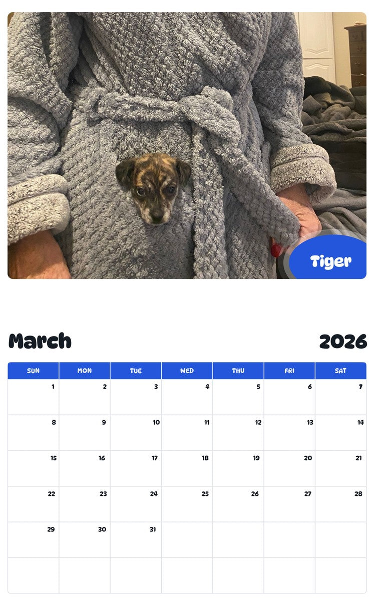 November 2025 - October 2026 Tiger - Pawidols Pet Calendar