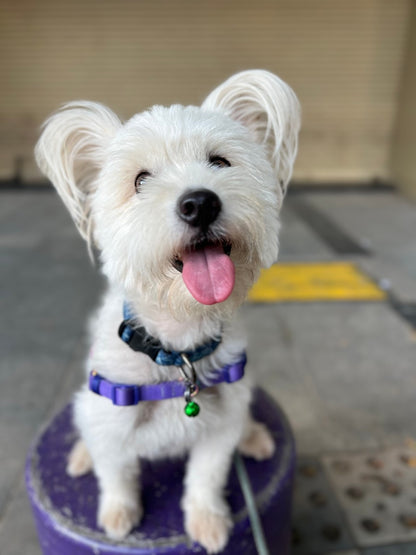 July 2025 - June 2026 Alai - Pawidols Pet Calendar