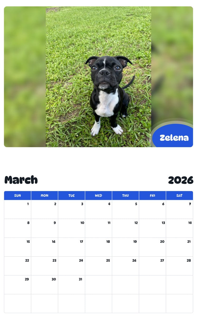 November 2025 - October 2026 Zelena - Pawidols Pet Calendar