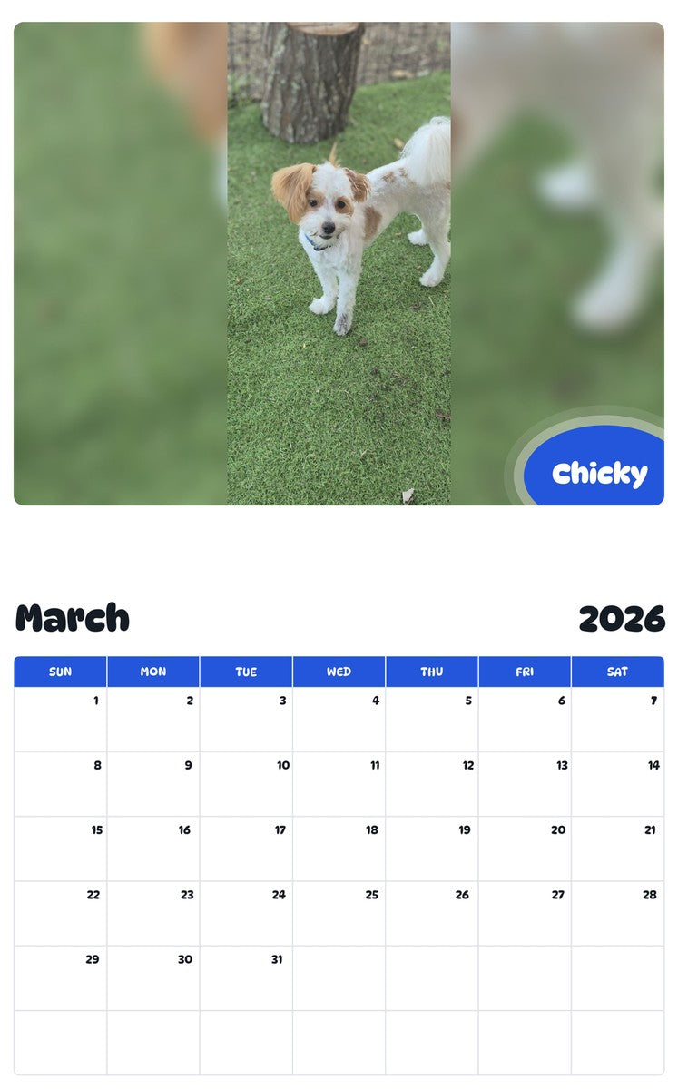 November 2025 - October 2026 Chicky - Pawidols Pet Calendar