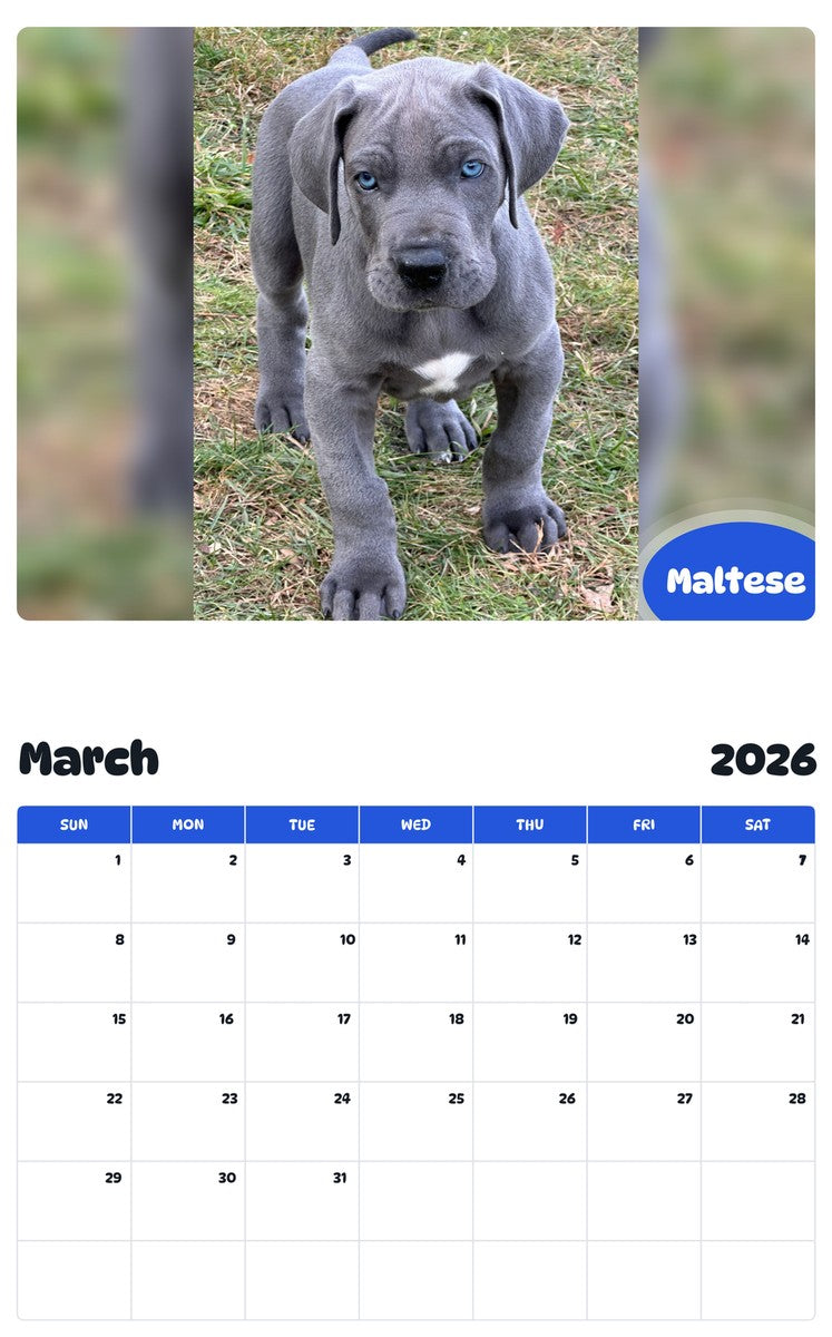 November 2025 - October 2026 Maltese - Pawidols Pet Calendar