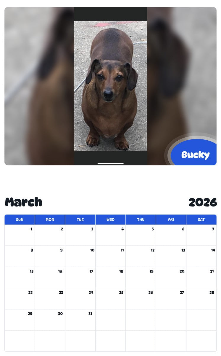 November 2025 - October 2026 Bucky - Pawidols Pet Calendar