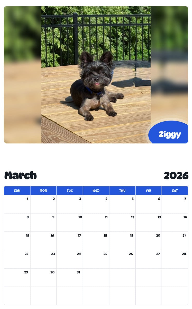 November 2025 - October 2026 Ziggy - Pawidols Pet Calendar