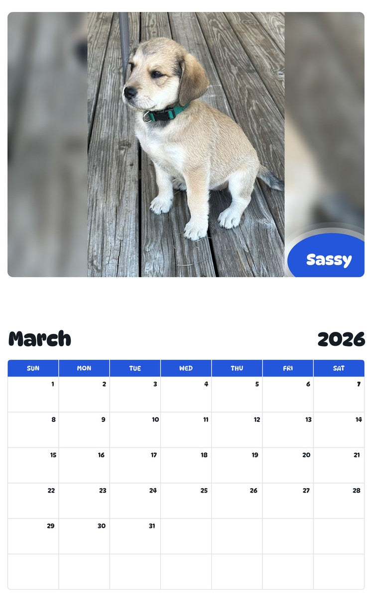 November 2025 - October 2026 Sassy - Pawidols Pet Calendar