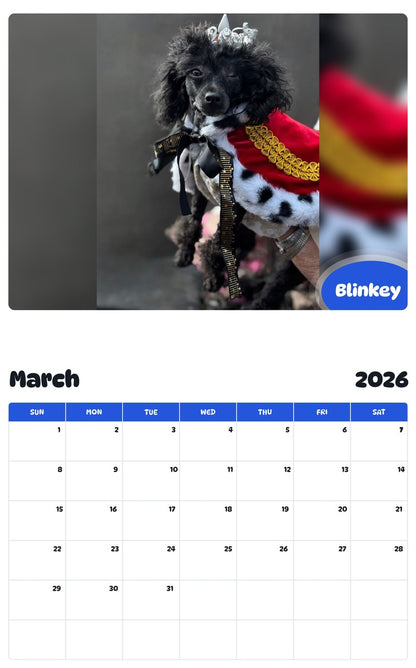 November 2025 - October 2026 Blinkey - Pawidols Pet Calendar