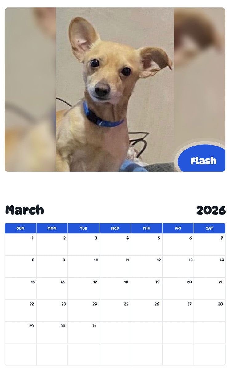 November 2025 - October 2026 Flash - Pawidols Pet Calendar