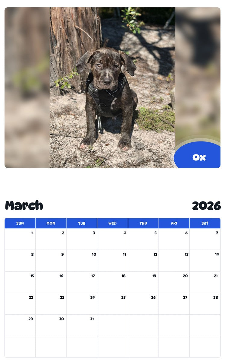 November 2025 - October 2026 Ox - Pawidols Pet Calendar