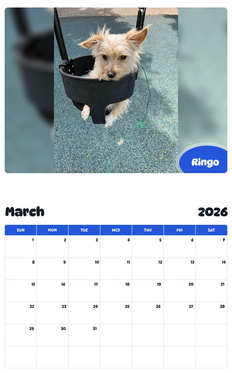 November 2025 - October 2026 Ringo - Pawidols Pet Calendar