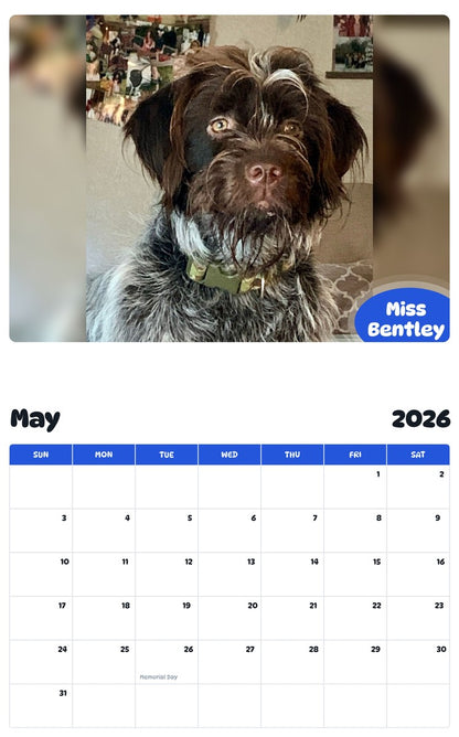 2026 - 2027 Miss Bentley - Pawidols Pet Calendar