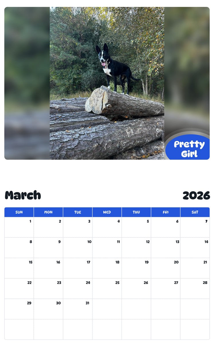 November 2025 - October 2026 Pretty Girl - Pawidols Pet Calendar