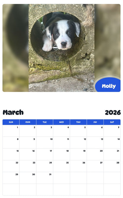 November 2025 - October 2026 Molly - Pawidols Pet Calendar