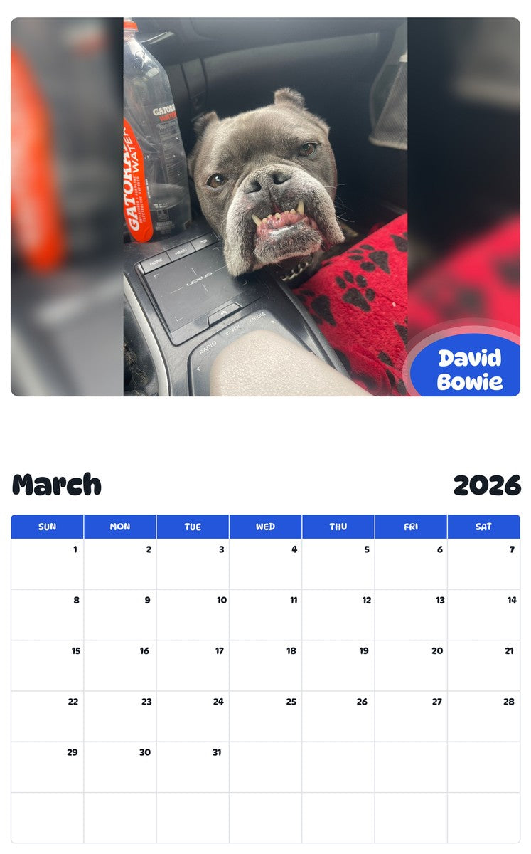 November 2025 - October 2026 David Bowie - Pawidols Pet Calendar