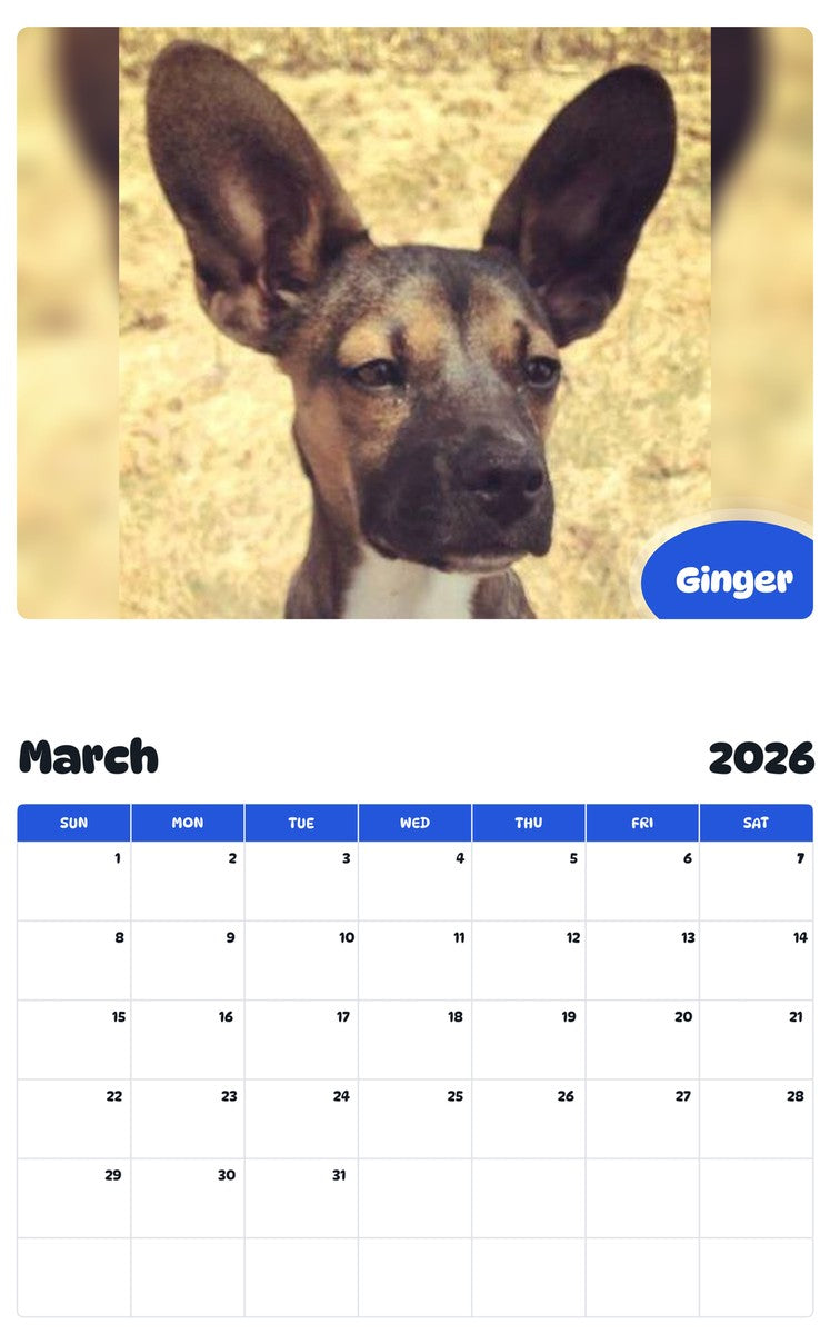 November 2025 - October 2026 Ginger - Pawidols Pet Calendar