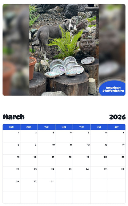 November 2025 - October 2026 American Staffordshire - Pawidols Pet Calendar