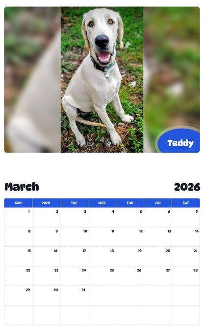 November 2025 - October 2026 Teddy - Pawidols Pet Calendar
