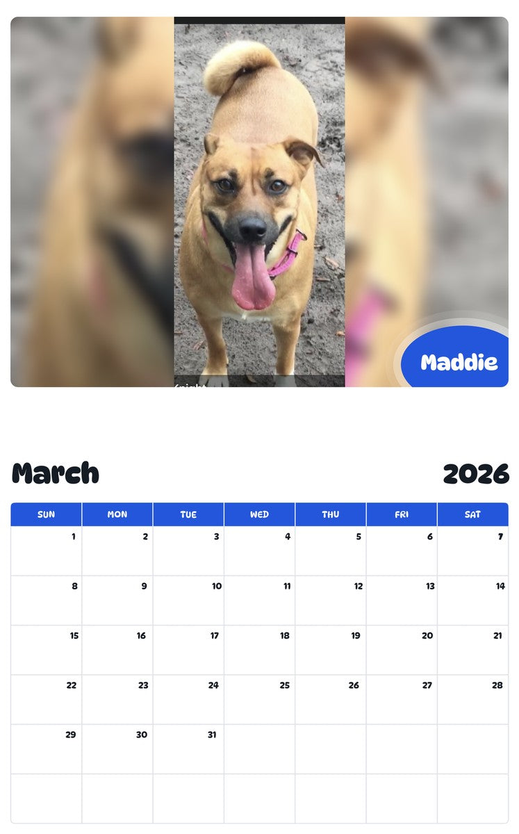 November 2025 - October 2026 Maddie - Pawidols Pet Calendar