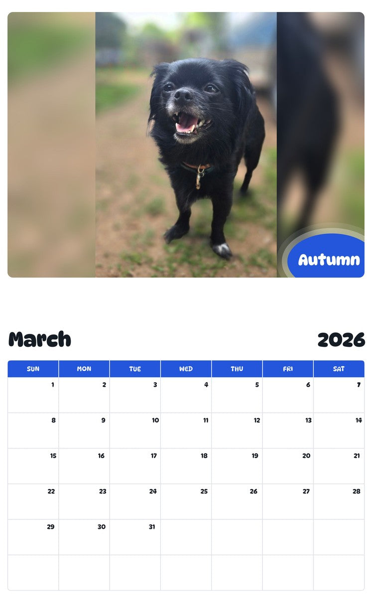 November 2025 - October 2026 Autumn - Pawidols Pet Calendar