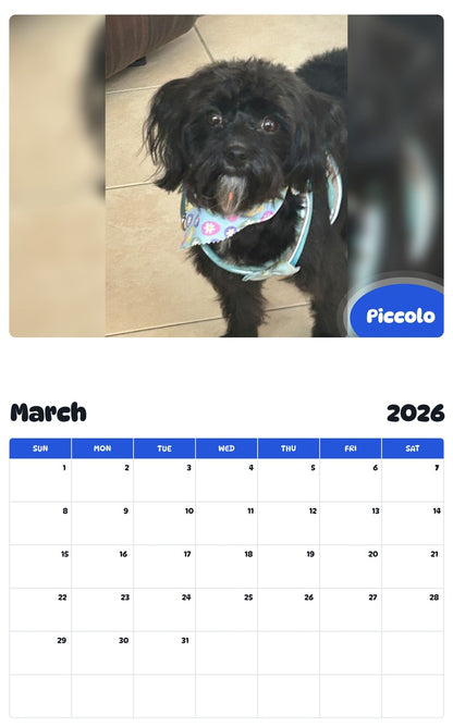 November 2025 - October 2026 Piccolo - Pawidols Pet Calendar