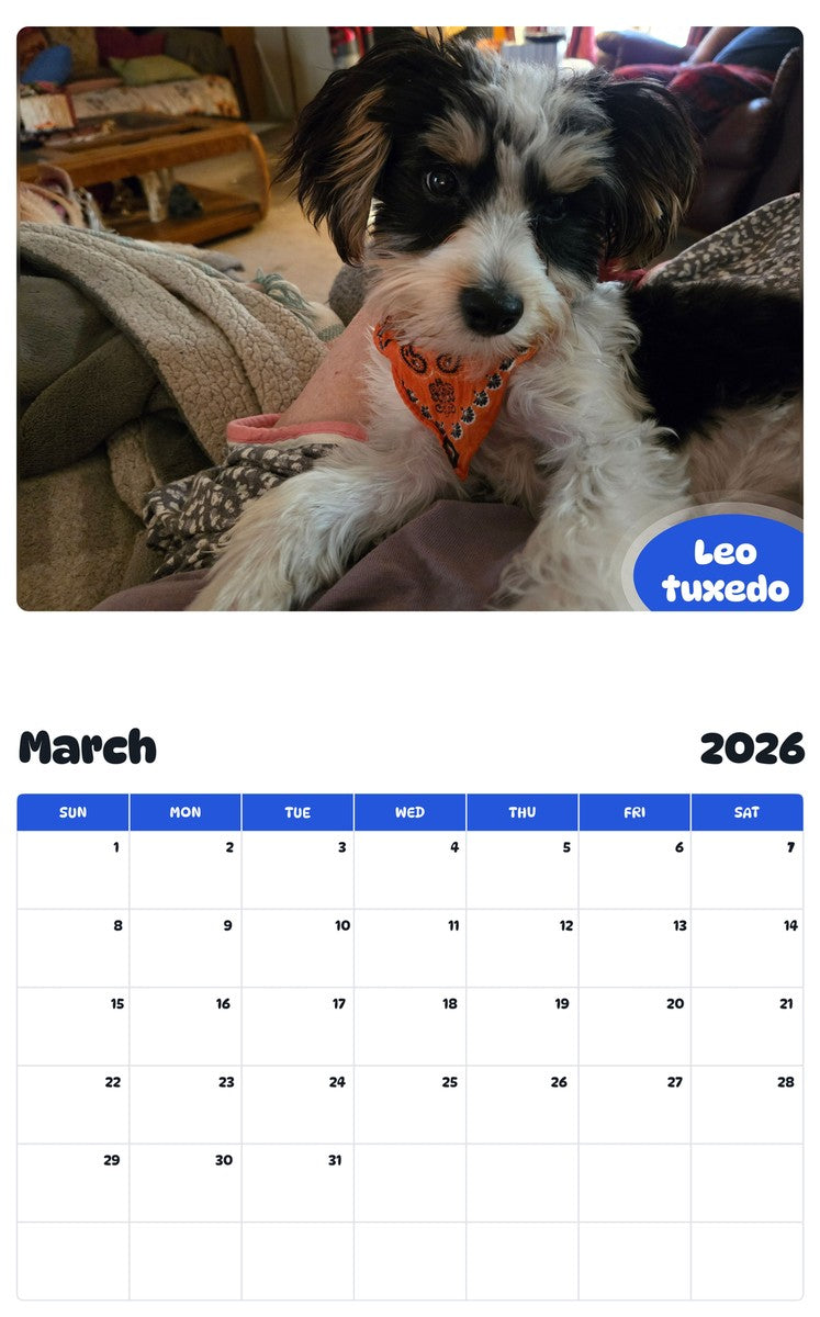 November 2025 - October 2026 Leo tuxedo - Pawidols Pet Calendar