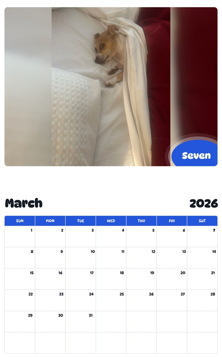 November 2025 - October 2026 Seven - Pawidols Pet Calendar