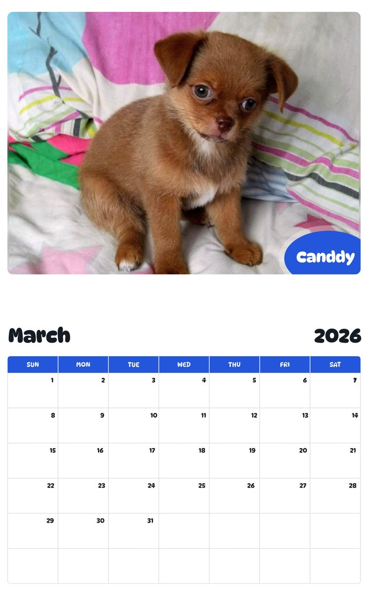 November 2025 - October 2026 Canddy - Pawidols Pet Calendar