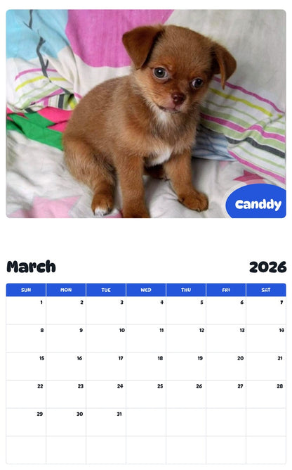 November 2025 - October 2026 Canddy - Pawidols Pet Calendar
