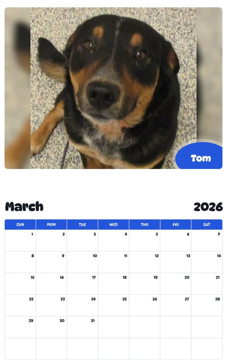 November 2025 - October 2026 Tom - Pawidols Pet Calendar