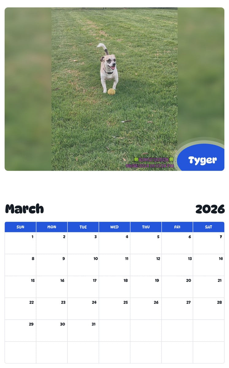November 2025 - October 2026 Tyger - Pawidols Pet Calendar