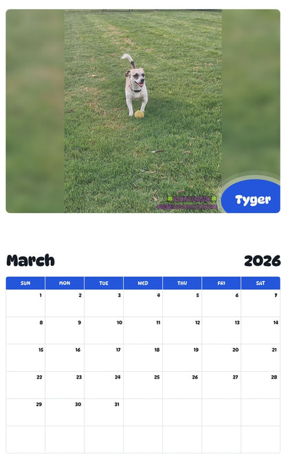 November 2025 - October 2026 Tyger - Pawidols Pet Calendar