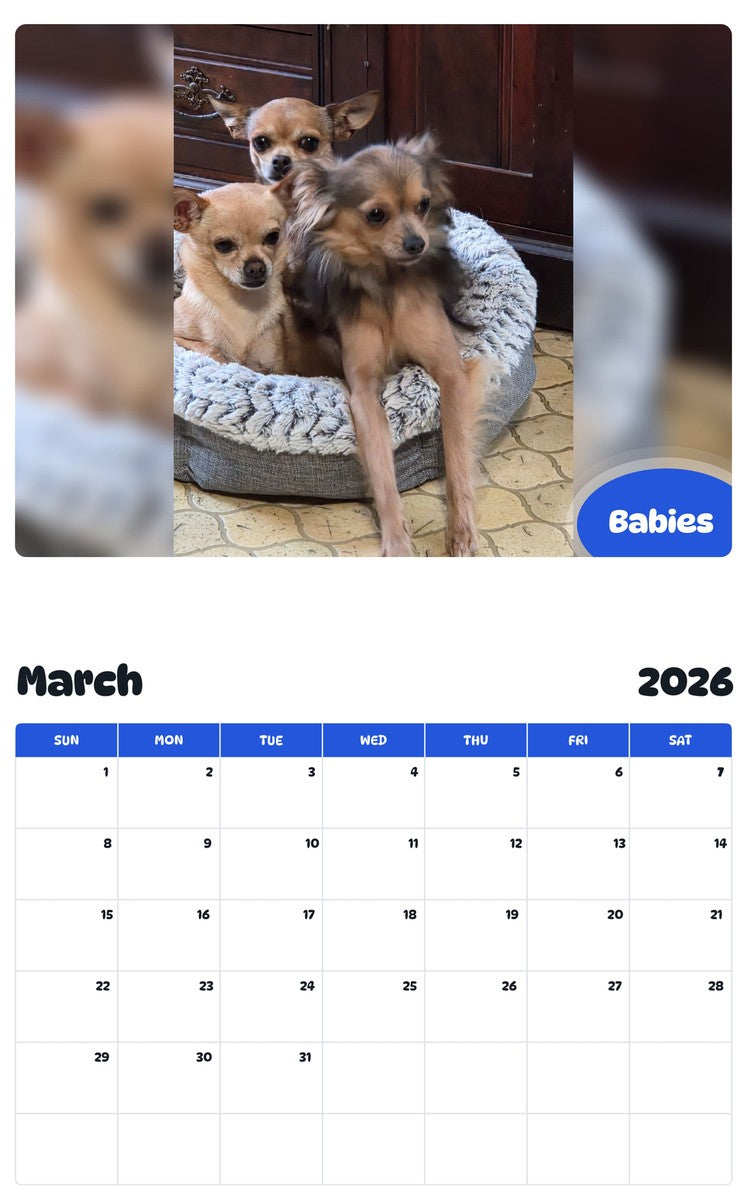 November 2025 - October 2026 Babies - Pawidols Pet Calendar