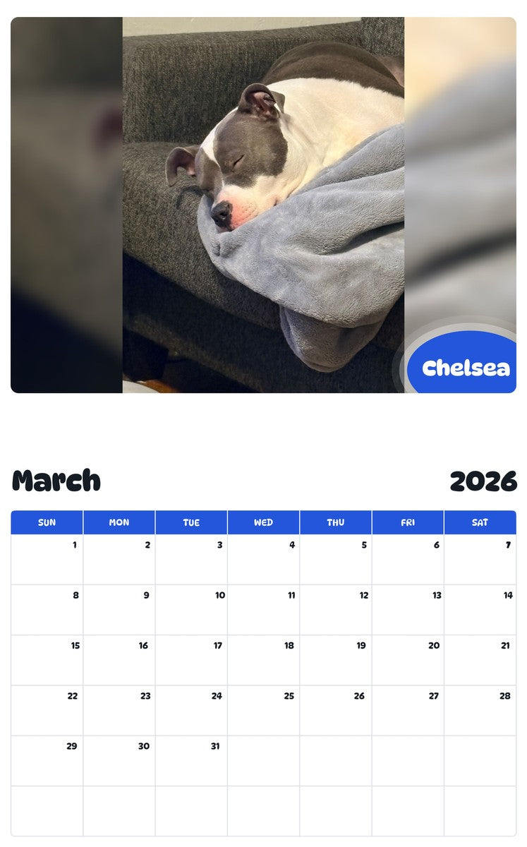 November 2025 - October 2026 Chelsea - Pawidols Pet Calendar