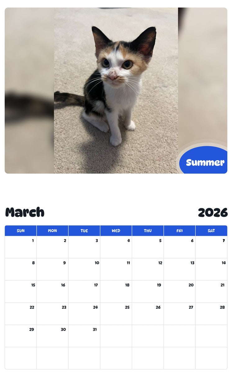 November 2025 - October 2026 Summer - Pawidols Pet Calendar