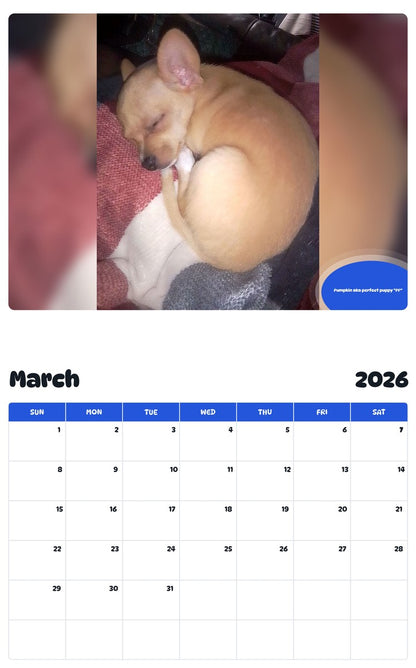 November 2025 - October 2026 Pumpkin aka perfect puppy "PP" - Pawidols Pet Calendar
