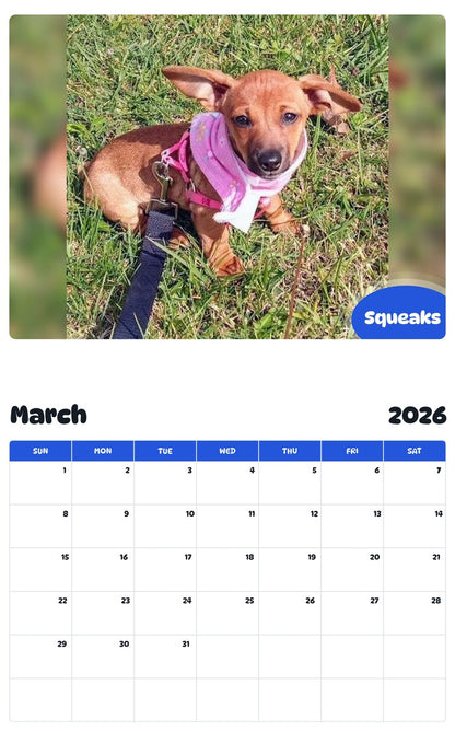 November 2025 - October 2026 Squeaks - Pawidols Pet Calendar