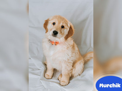 July 2025 - June 2026 Murchik - Pawidols Pet Calendar