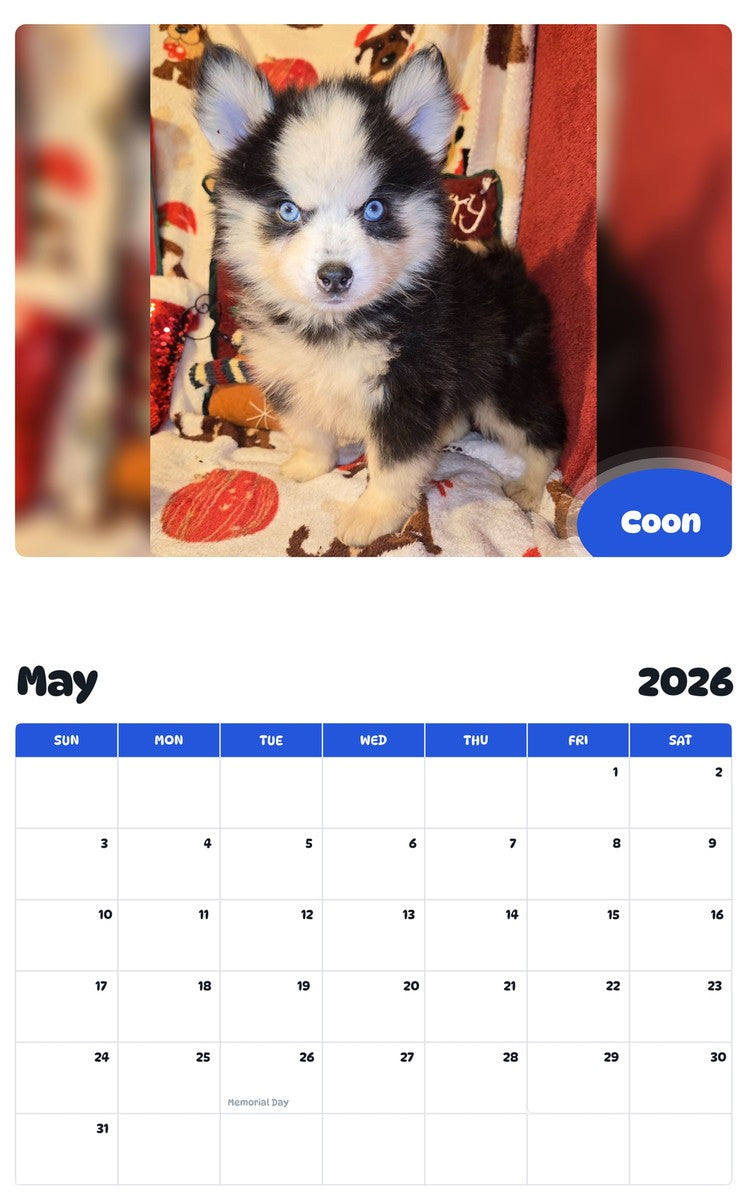 2026 - 2027 Coon - Pawidols Pet Calendar