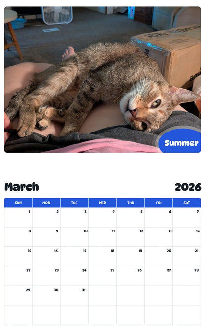 November 2025 - October 2026 Summer - Pawidols Pet Calendar