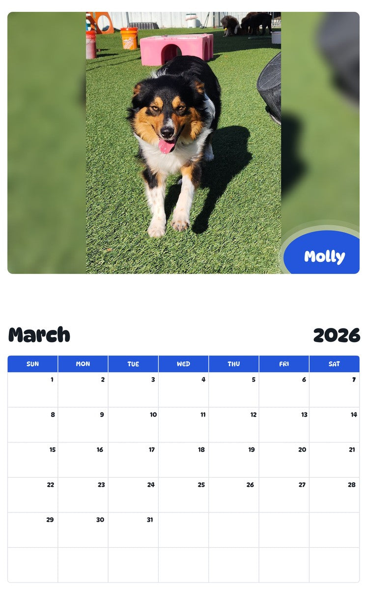 November 2025 - October 2026 Molly - Pawidols Pet Calendar